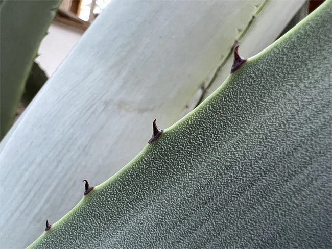 Chế độ macro mới trên iPhone 13 Pro hoạt động với các vật thể gần 2cm (dưới một inch) Chế độ macro mới trên iPhone 13 Pro hoạt động với các vật thể gần 2cm (dưới một inch)